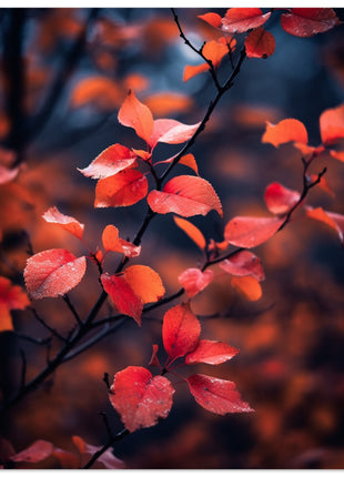 Red leaves in fall photograph poster