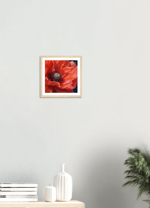 Close up red poppy flower poster