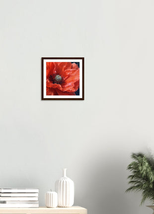 Close up red poppy flower poster