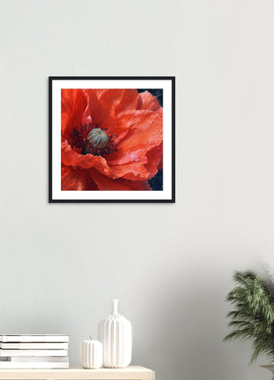 Close up red poppy flower poster