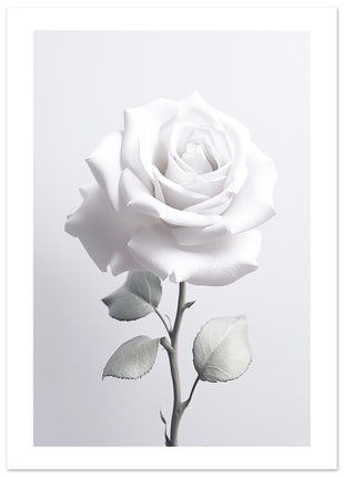 White rose photograph poster