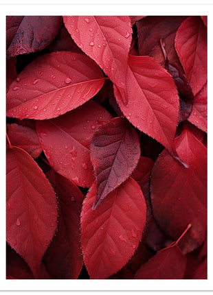 Affiche de feuilles rouges